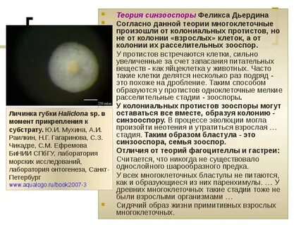Согласно данной теории