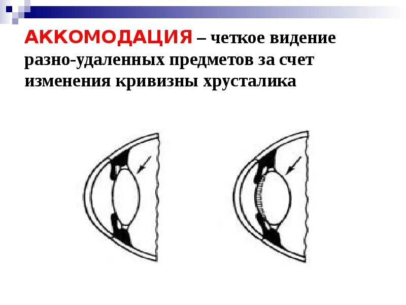 Изменение кривизны хрусталика осуществляется. Изменение кривизны хрусталика. аккомодация у земноводных. механизм аккомодации у земноводных. каков механизм аккомодации у земноводных.