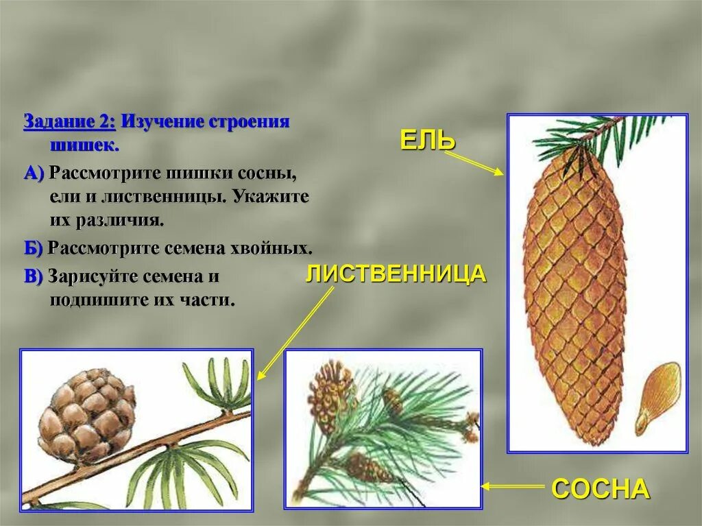 Словосочетание сосновую шишку. Строение шишек голосеменных растений. Сосна ель лиственница шишки. Строение хвойных шишки и хвоинки. Строение семенной чешуи сосны.