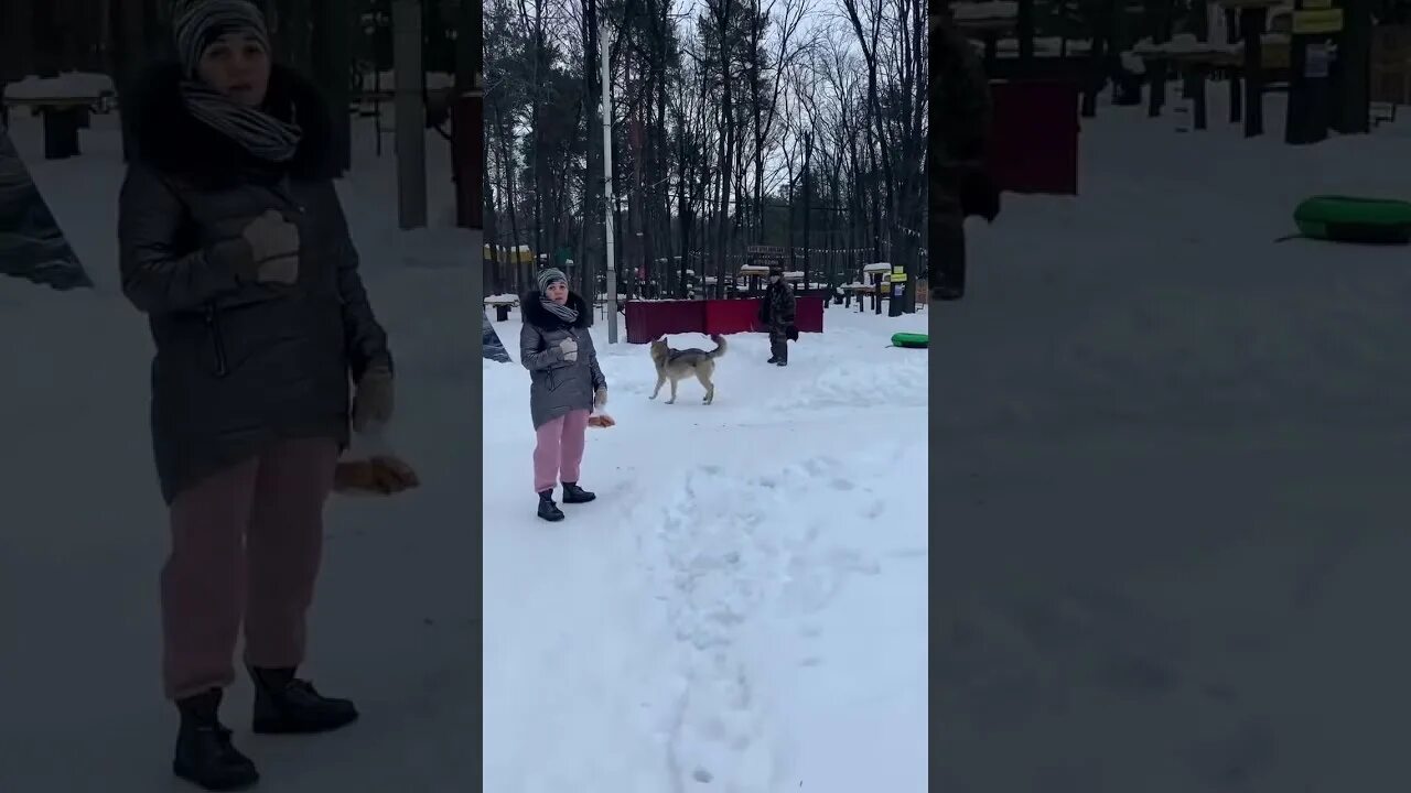 Волков нападение в литве. Волк напал в парке Победы. В Калининском районе волки напали на человека. Волки напали на девочку в Каменке в посёлке городского типа.