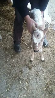 В грузии родился теленок