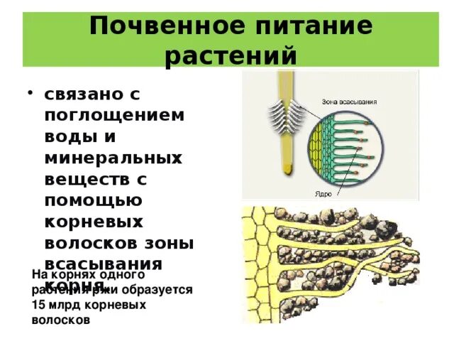 Почвенное питание растений. Минеральное и Корневое питание растений. Поглощение воды растением. Почвенное питание растений связано с поглощением.