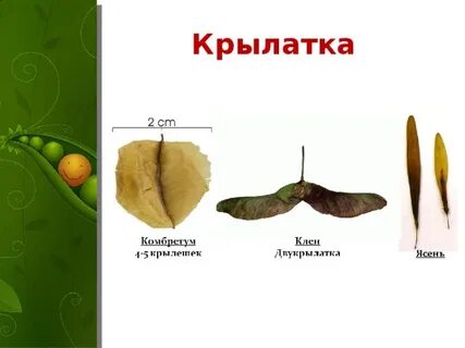 Крылатка односемянный