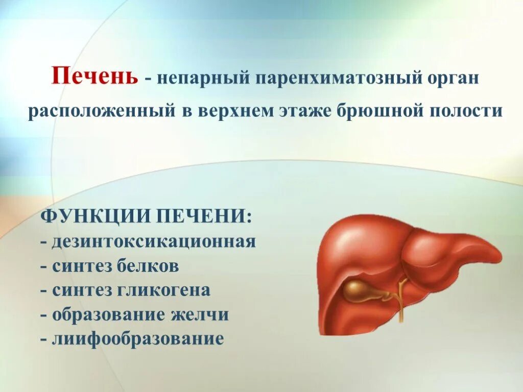 Печень является органом. Функции печени. Печень паренхиматозный орган.