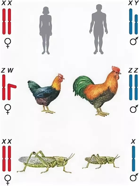 Пол у птиц хромосомы. Генетика пола птиц. Половые хромосомы у разных организмов. Половые хромосомы у животных различных. Генетика пола у разных организмов.