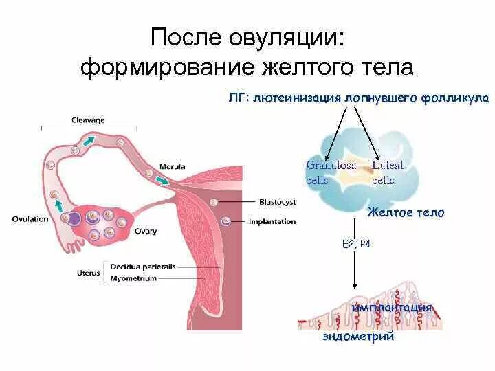 Формирование желтого тела. Стадии формирования желтого тела. Овуляция и формирование желтого тела. Формирование желтого тела после овуляции.