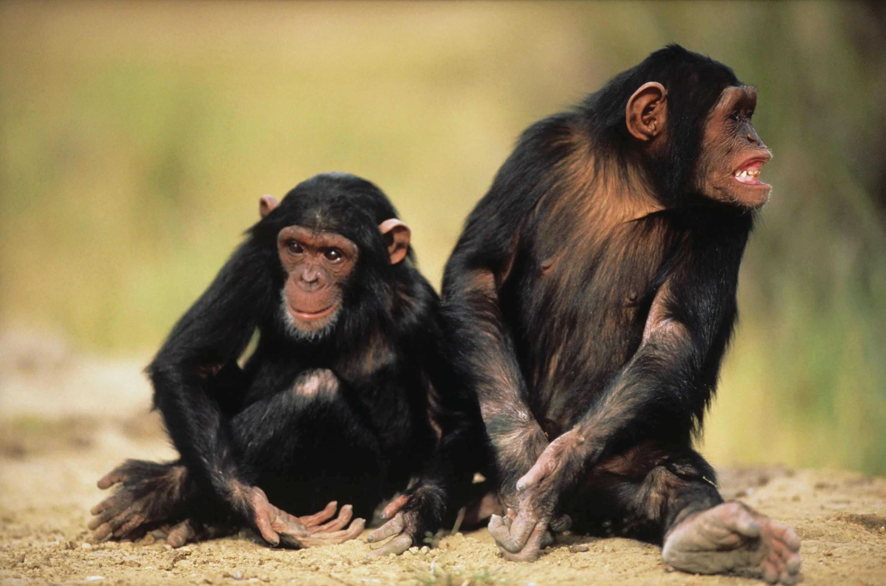 Забавный шимпанзе как правильно. Шимпанзе Нгого. 2 Обезьяны. Две обелзьяраи. Две мартышки.