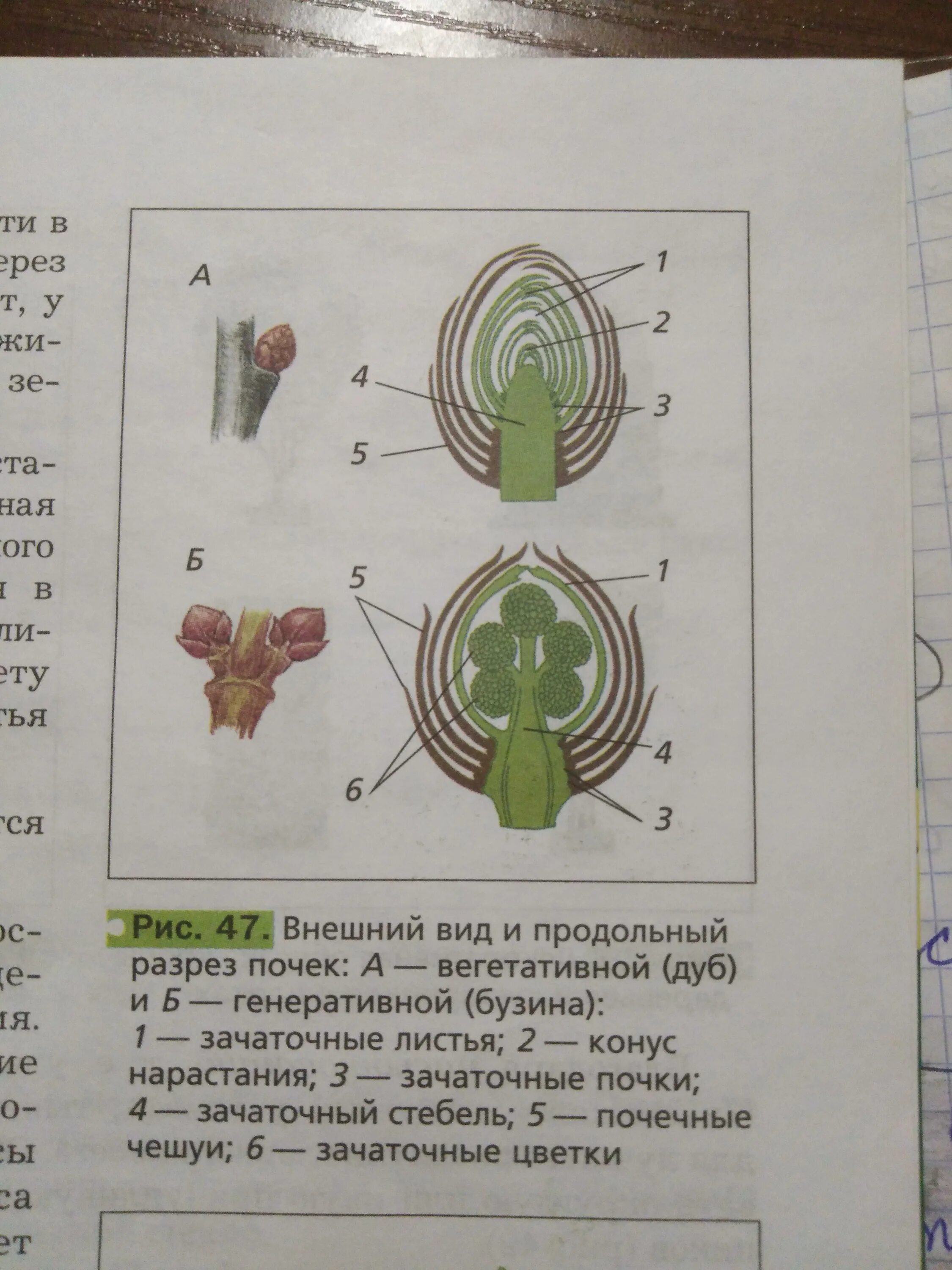 Какая почка изображена на рисунке какие элементы. Подпишите части почек изображенных на рисунке. напишите название почек и их частей. какая почка изображена на рисунке. нарисуйте название и напишите почек и их частей.
