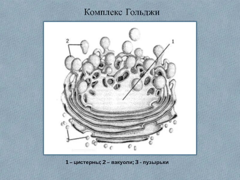 Транспортные пузырьки. Цистерна спасения комплекс Гольджи. Комплекс Гольджи рисунок. Аппарат Гольджи строение рисунок. Комплекс Гольджи рисунок легкий.