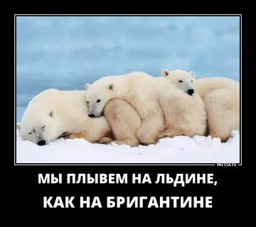 Мы плывем на льдине как на бригантине
