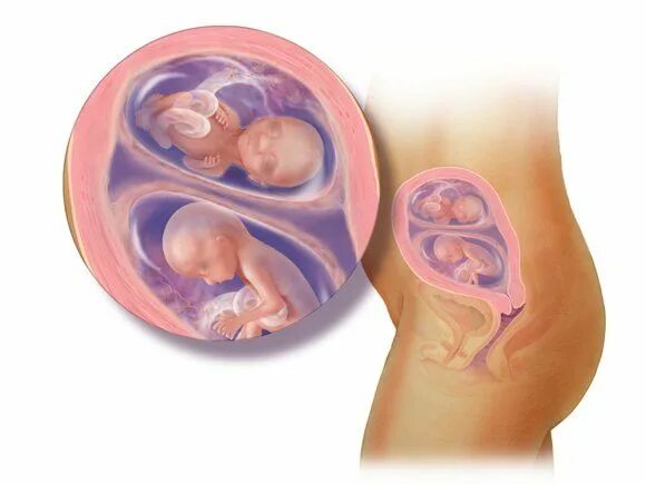 Как выглядят два ребенка в животе Pin on anatomy and charts
