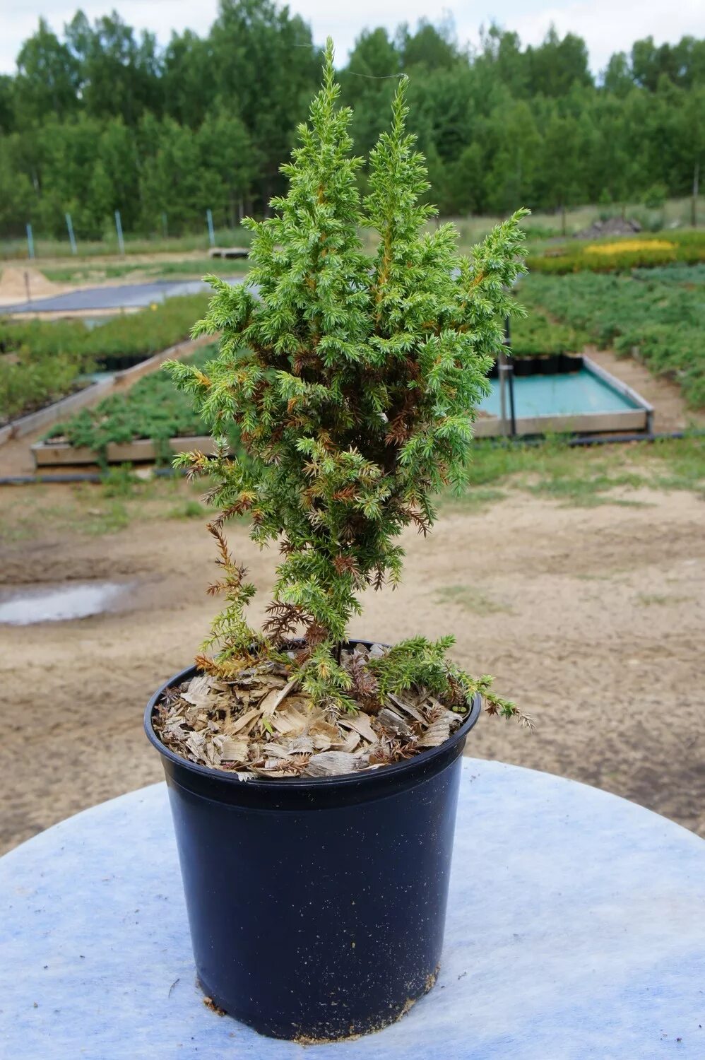 Туя лодери. Туя лодери. Можжевельник лодери описание. Можжевельник лодери описание. Можжевельник хулсдонк йеллоу.