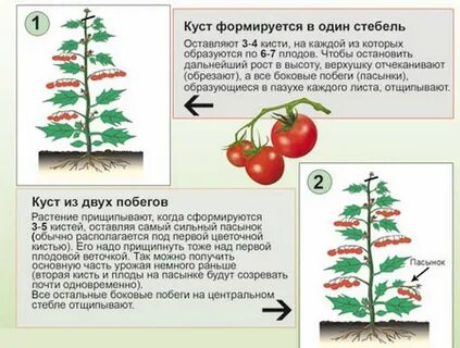 Когда прищипывать помидоры в теплице в подмосковье