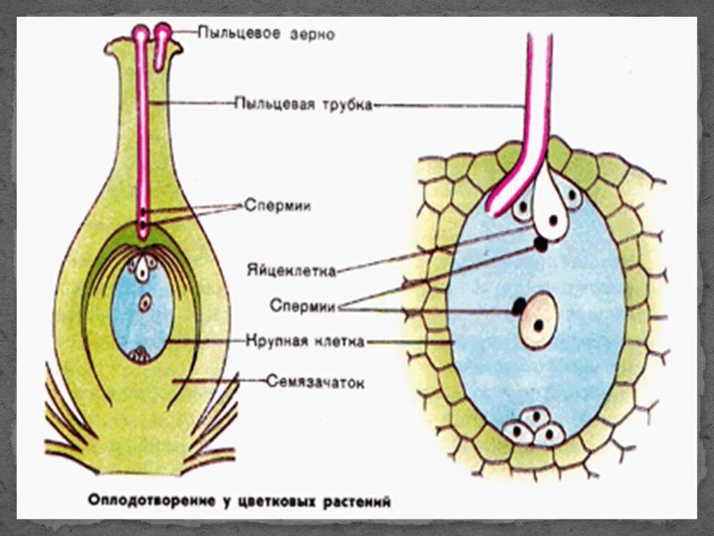 Оплодотворение яйцеклетки растений. Схема двойного оплодотворения цветка. Схема двойного оплодотворения у покрытосеменных растений. Оплодотворение яйцеклетки растений. Схема процесса оплодотворения у растений.