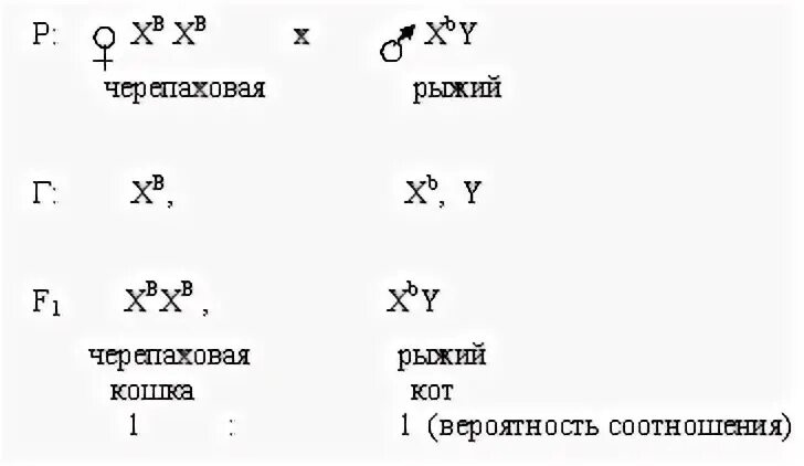 Скрещивание черного кота и черепаховой кошки