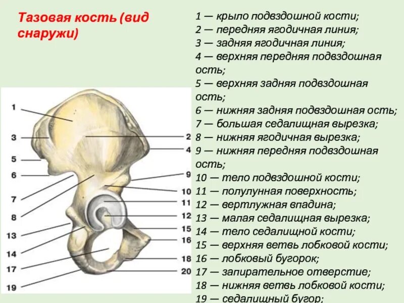 Передняя подвздошная кость. Подвздошная кость рентген анатомия. Подвздошная кость ягодичные линии. Задняя нижняя ость подвздошной кости. Передняя верхняя ость подвздошной кости.