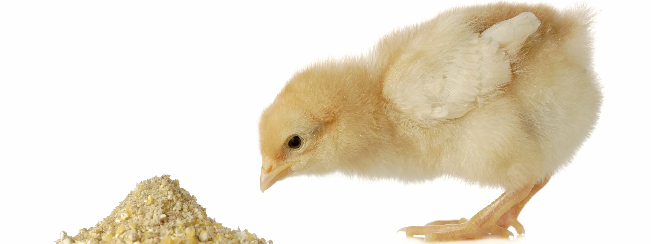 Цыпленок желтенький. Цыпленок. Цыплята. Цыплята. Цыпленок для детей.