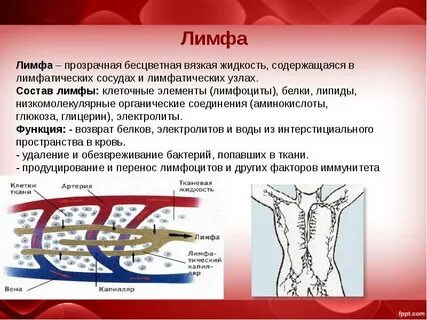 Лимфа состоит из плазмы