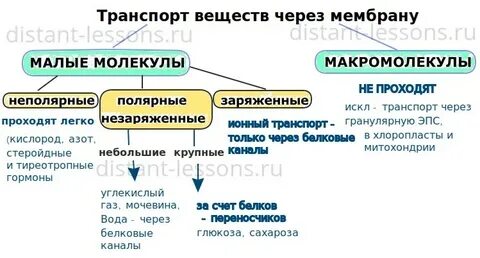 Почему осмос пассивный транспорт