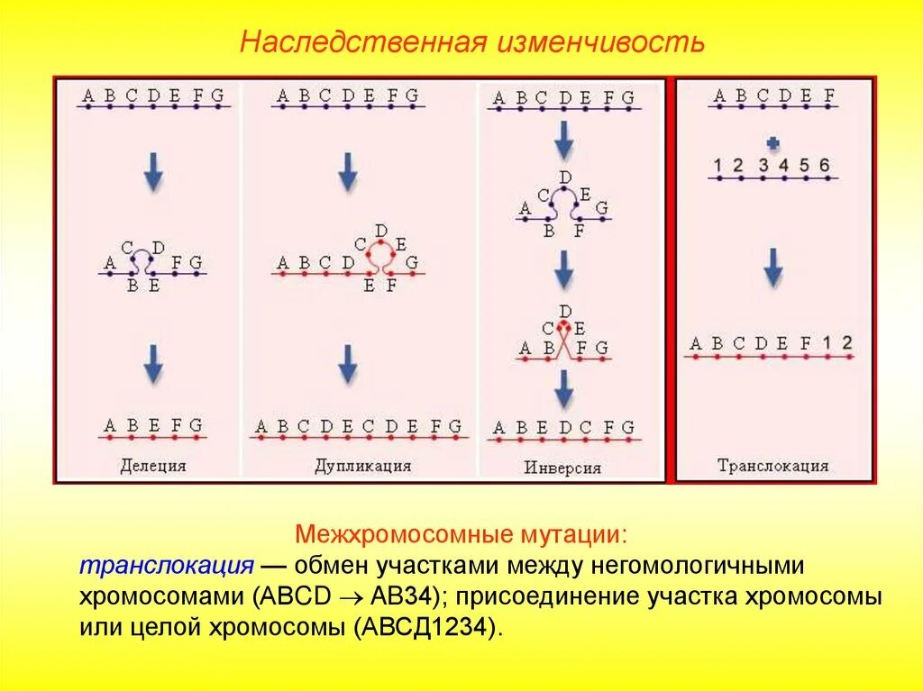 Хромосомные мутации. Делеции дупликации инверсии транслокации. Хромосомные мутации инверсия делеция дупликация. Хромосомные мутации транслокация. Удвоение генов в хромосоме