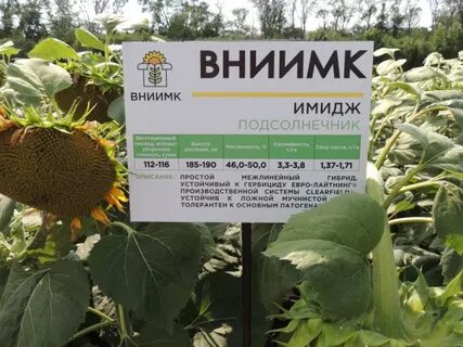 Характерен для подсолнечника