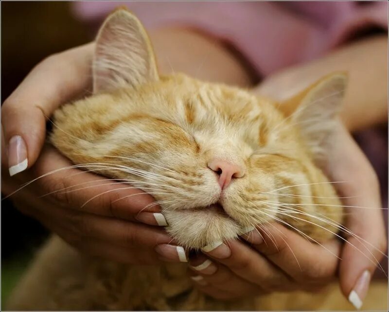 Ладошки нежные кошки