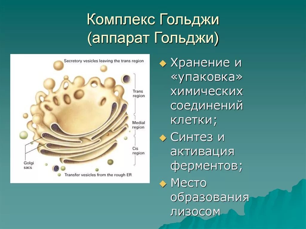 Аппарат Гольджи (комплекс Гольджи). Строение аппарата Гольджи животной клетки. Аппарат Гольджи 1900. Аппарат Гольджи гистология. Выполняет секреторную функцию аппарат гольджи