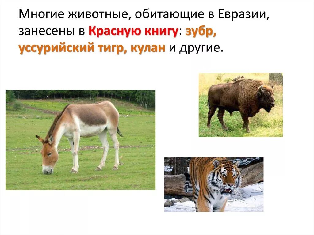3 животных евразии. Животные Евразии. Животные красной книги Евразии. Самые самые животные Евразии. Животные которые обитают на материке Евразия.