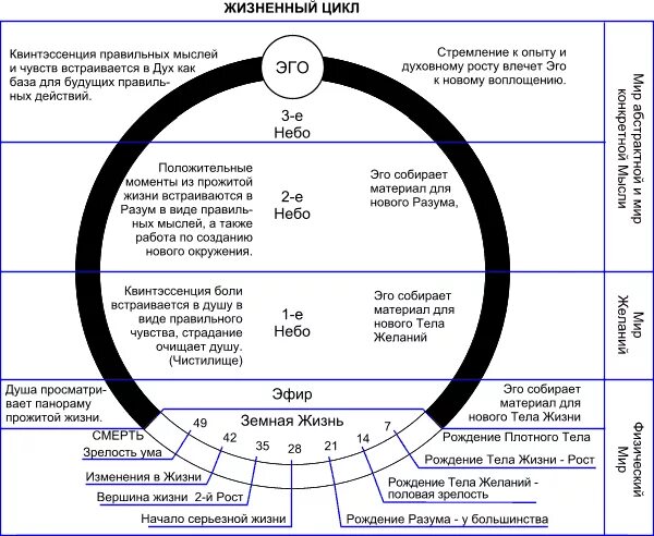 Семилетние циклы в жизни человека таблица. Циклы жизни человека по 12 лет. Циклы жизни человека по годам. Жизненный цикл человека схема.