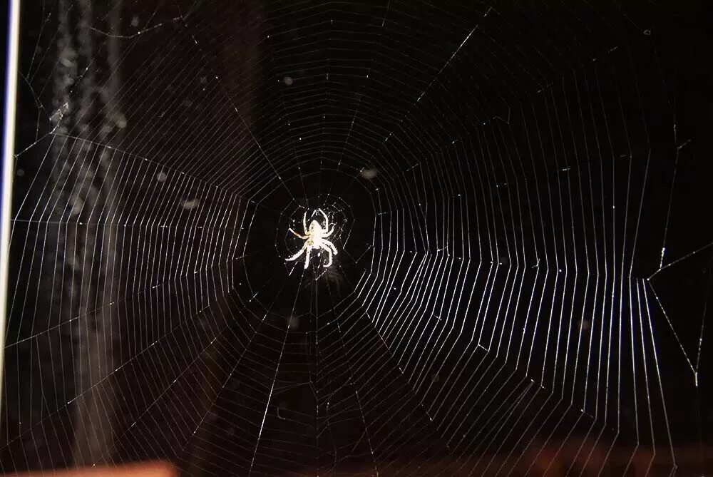 Увидеть паука ночью. Паук на паутине ночью. Паутина крестовика. Паутина в доме. Большая паутина и паук.