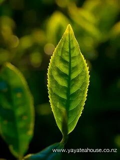Leaf bliss чай