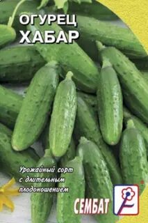 Огурец хабар