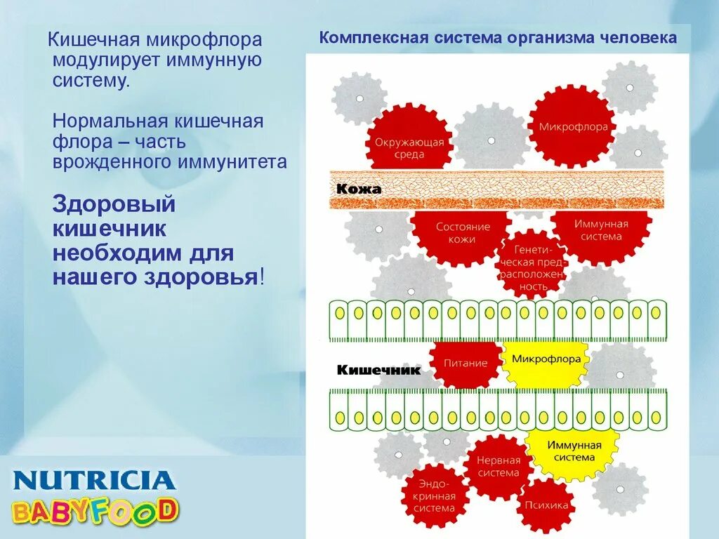 Иммунная и кишечник. Кишечник и иммунитет. Микрофлора и иммунитет. Иммунитет и кишечник взаимосвязь. Микрофлора кишечника и иммунитет.