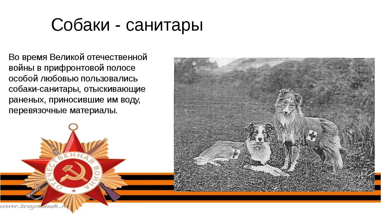 Собаки герои вов мухтар. Подвиги животных. Немецкая овчарка джульбарс. Мухтар -санитар собака герой вов. Джульбарс овчарка герой великой отечественной.