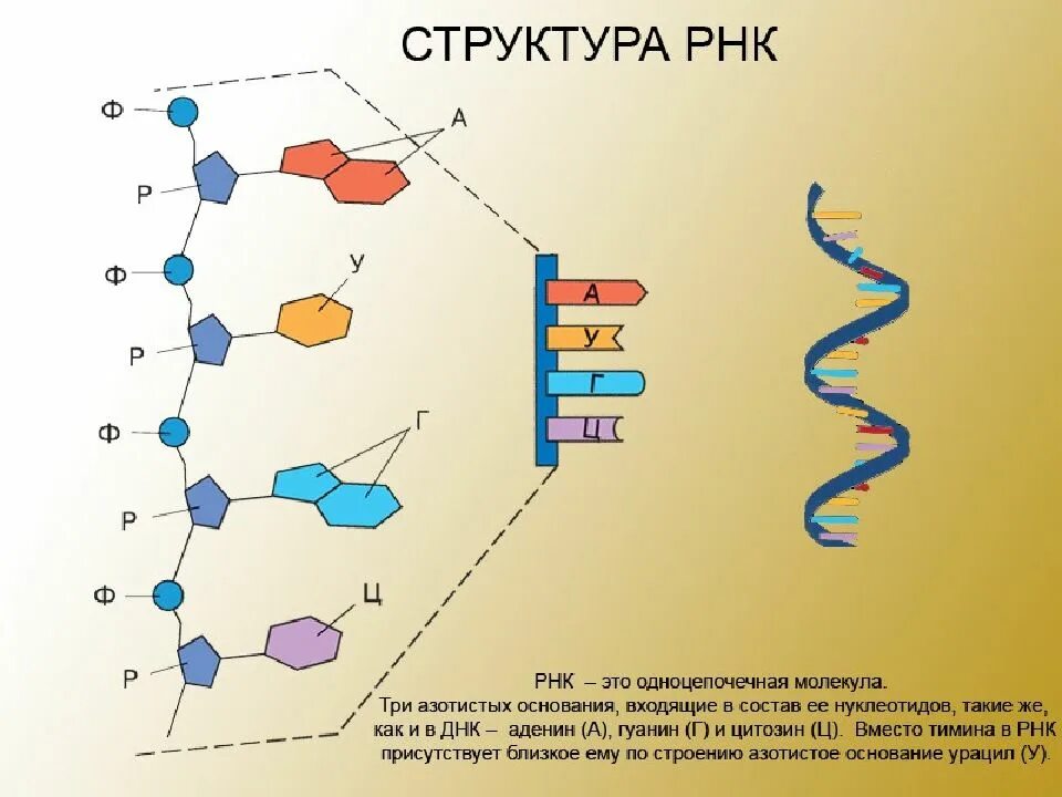 нуклеиновая кислота неорганическое вещество
