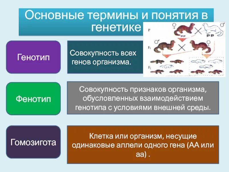 Генотип бывает. Основные термины в генетике. Основные понятия генетики. Основные понятия в генетике. Методы исследования наследственности фенотип.