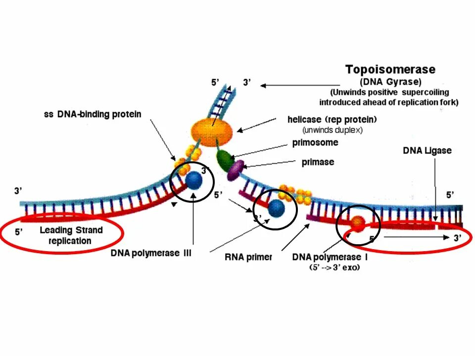 ДНК полимераза в репликации ДНК. Топоизомераза в репликации ДНК. РНК полимераза репликация. ДНК-зависимая РНК-полимераза прокариот.