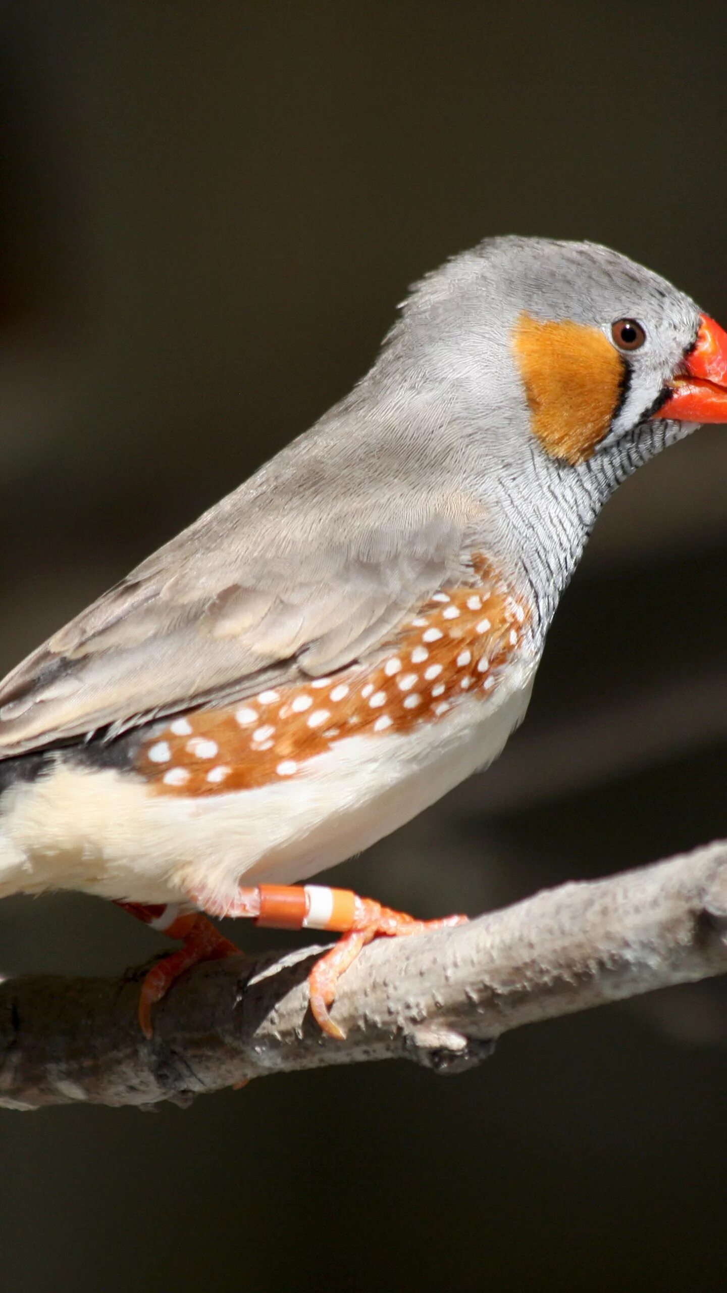 Птица оранжево серая. Маленькие птицы. Оранжевая птица. Птичка с оранжевым клювом. Австралийские птички маленькие.