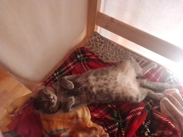#Зеленоград, замечена кошка/кот Зеленоград, новый город, новый город Чей котик. 