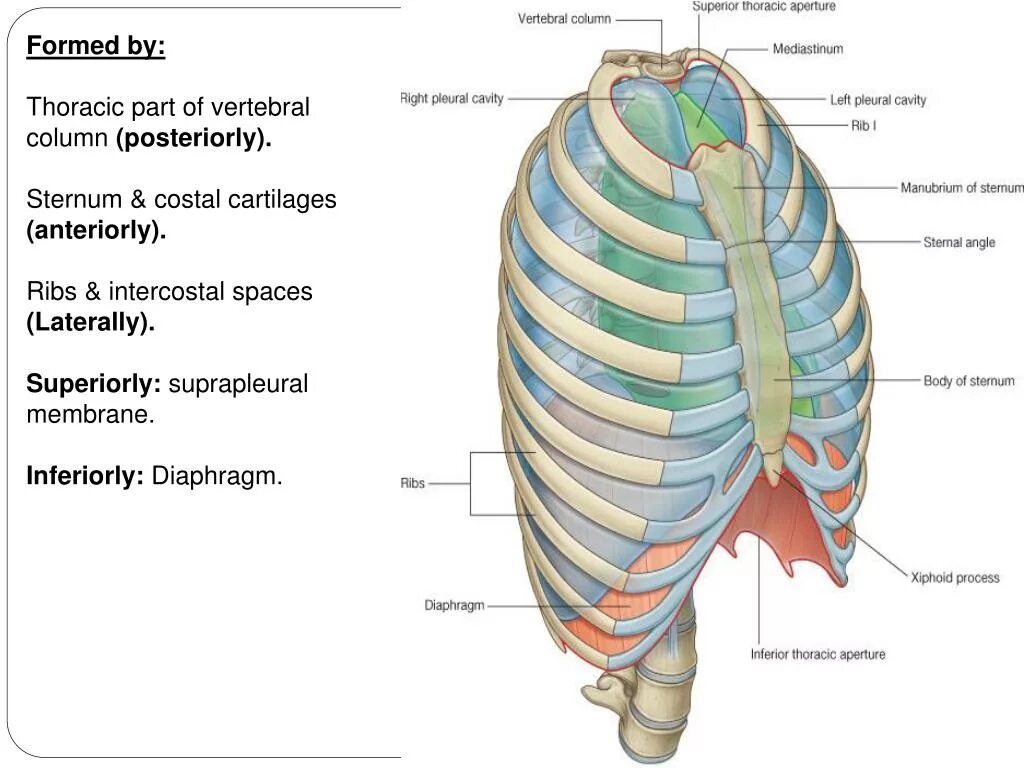 Cavitas pleurae. Ребро апертуры грудной клетки. Верхняя Апертура грудной клетки анатомия. Верхняя и нижняя Апертура грудной клетки. Вырост грудины киль