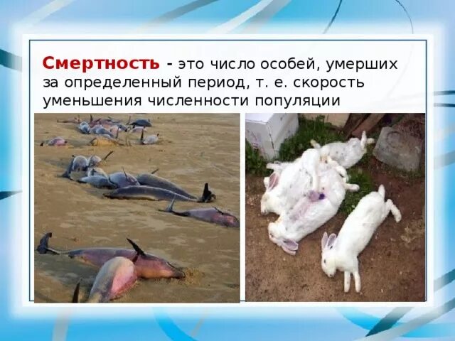 Смертность это в биологии. Смертность это в биологии. Смертность популяции. Смертность это в экологии. Гибель особей в популяции.