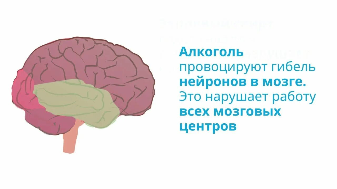 Мозги попал. Действие алкоголя на мозг и нервную систему. Вред алкоголя на нервную систему. Влияние алкоголя на нервные клетки.