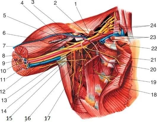 Подмышечная ямка топографическая анатомия. Артерия в подмышечной впадине. Артерия в подмышечной впадине. Артерия в подмышечной впадине. Подмышечная артерия анатомия.