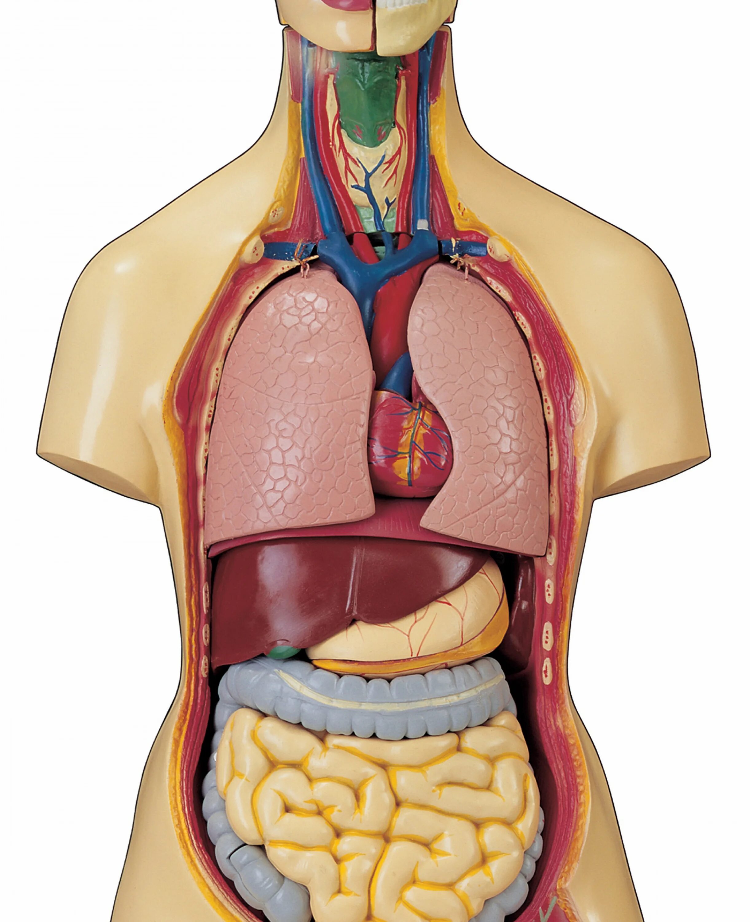 Форма органов человека. Манекен человека в разрезе анатомия.