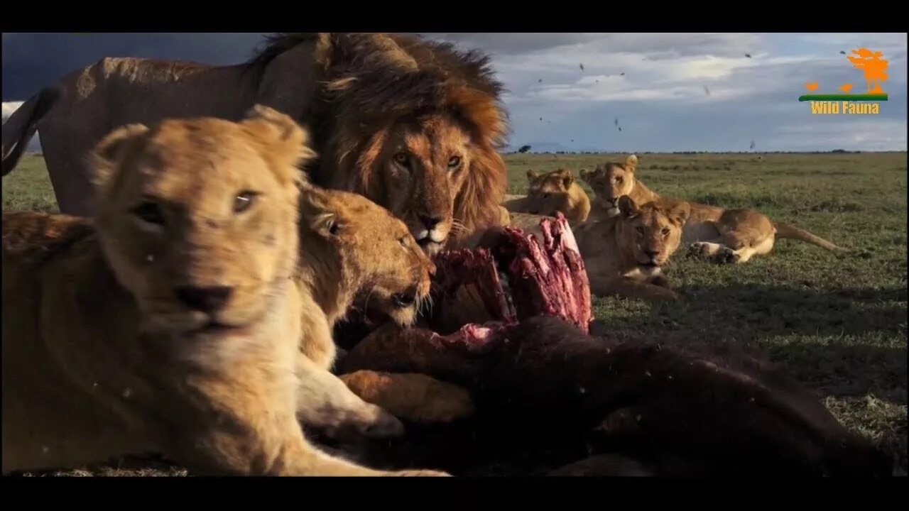 Нападение львов. Wild fauna / битва прайдов / Lion Kingdom. Львиный Прайд. Львы Прайд.