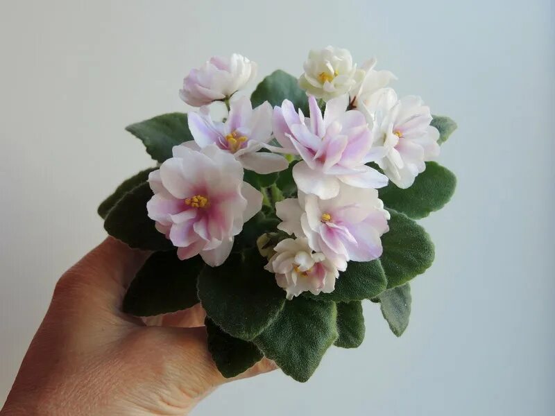 Фиалка бр фантом. Фиалка горгона. Фиалка бр бимбо. Фиалка бр атос. Фиалка кохана.