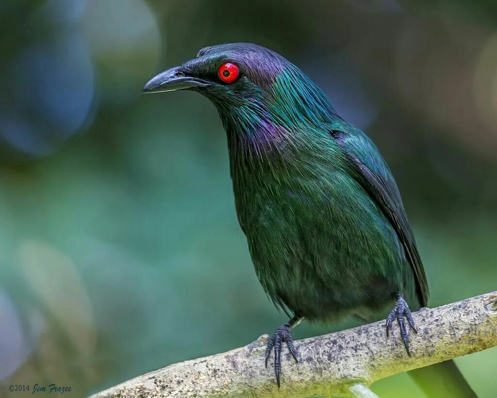 Карликовый сокол птенец. Пеночковая синица. Скворец аплонис. Мухолов тонконос птица. Небольшая птичка на голове у нее черная шапочка.