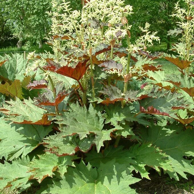 Ревень тангутский (rheum palmatum). Ревень дланевидный. Ревень тангутский (rheum palmatum). Rheum palmatum. Ревень пальчатый (rheum palmatum).