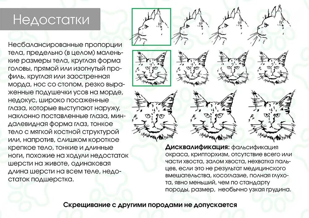 Как узнать возраст найденного котенка