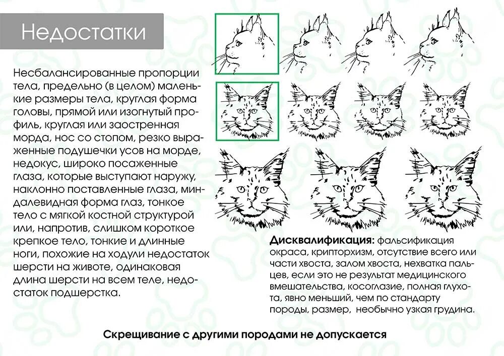 Котята по возрасту. Вес котенка Мейн куна по месяцам таблица. Мейн-кун стандарт породы вес. Мейн кун стандарт породы. Мейн кун 6 месяцев вес и рост.